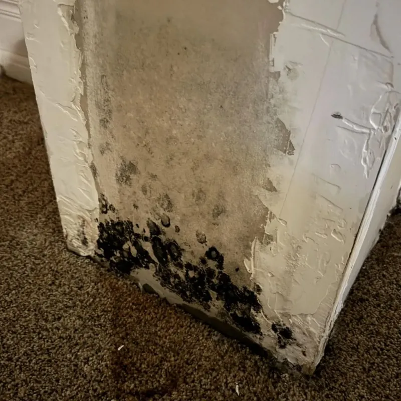Professional Mold Removal in Weyers Cave, VA